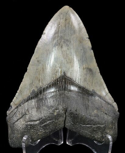 Fossil Megalodon Tooth - Light Grey Enamel #57171